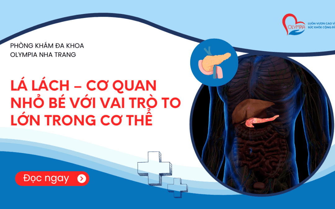 Lá Lách – Cơ Quan Nhỏ Bé Với Vai Trò To Lớn Trong Cơ Thể