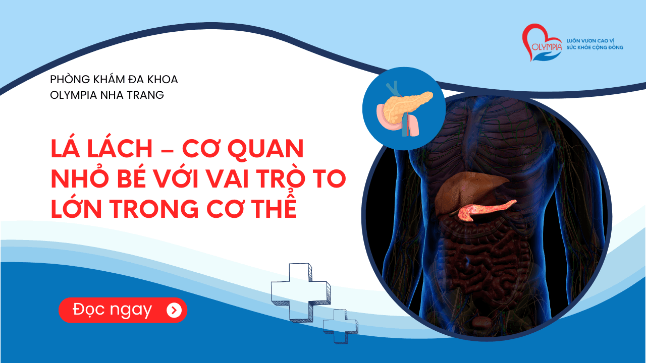 Lá Lách – Cơ Quan Nhỏ Bé Với Vai Trò To Lớn Trong Cơ Thể – phòng khám đa khoa olympia Lá Lách – Cơ Quan Nhỏ Bé Với Vai Trò To Lớn Trong Cơ Thể - phòng khám đa khoa olympia