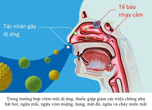 Đây là loại thuốc thường được chỉ định trong điều trị viêm mũi dị ứng và nổi mề đay. Trong trường hợp viêm mũi dị ứng, thuốc giúp giảm các triệu chứng như hắt hơi, ngứa mũi, ngứa vòm miệng, họng, mắt đỏ, ngứa và chảy nước mắt.