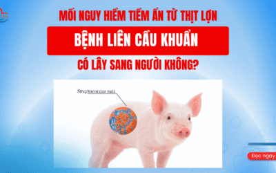 Mối nguy hiểm tiềm ẩn từ thịt lợn – Bệnh liên cầu khuẩn có lây sang người không?