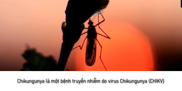 Chikungunya là một bệnh truyền nhiễm do virus Chikungunya (CHIKV)