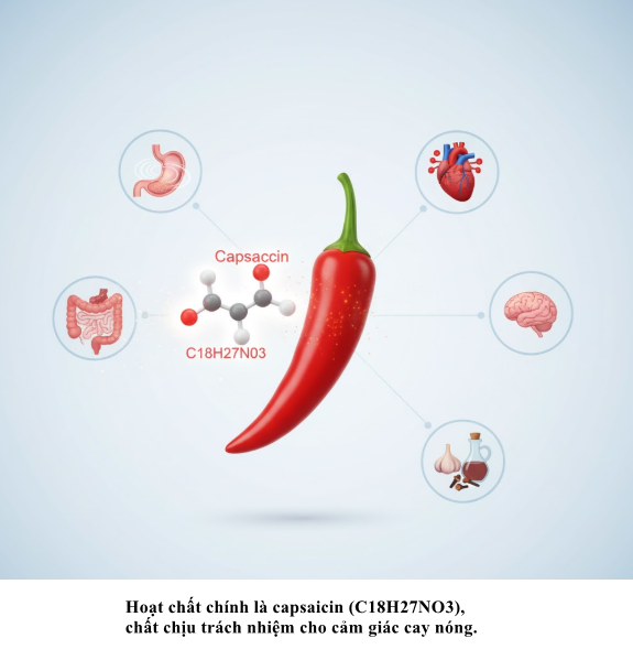 Hoạt chất chính là capsaicin (C18​H27​NO3​), chất chịu trách nhiệm cho cảm giác cay nóng.