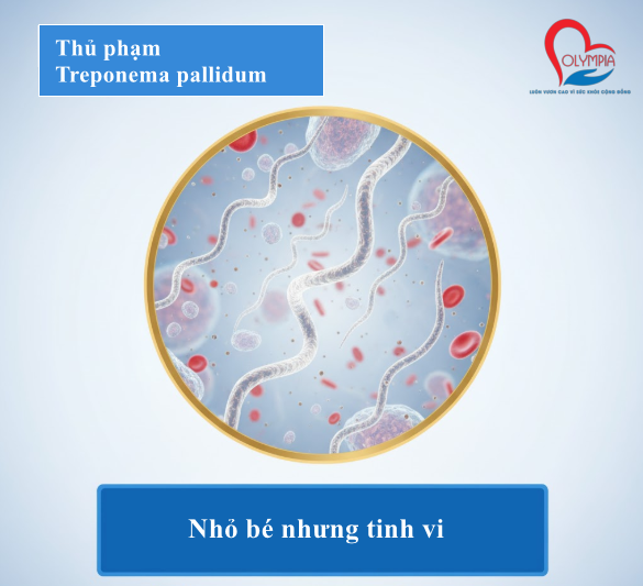 Nếu nhìn qua kính hiển vi, bạn sẽ thấy xoắn khuẩn giang mai trông như một sợi lò xo cực nhỏ, vừa mềm dẻo vừa linh hoạt