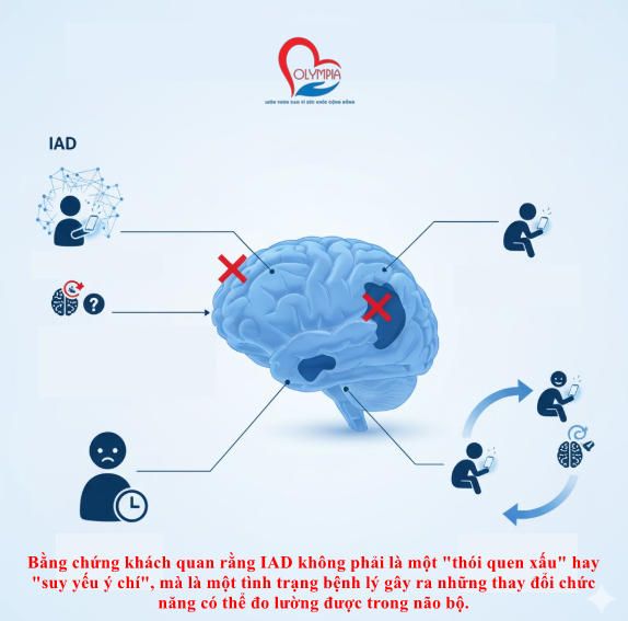 Các phân tích y khoa tại Việt Nam, dựa trên tổng hợp các nghiên cứu hình ảnh não bộ (MRI), cung cấp bằng chứng khách quan rằng IAD không phải là một "thói quen xấu" hay "suy yếu ý chí", mà là một tình trạng bệnh lý gây ra những thay đổi chức năng có thể đo lường được trong não bộ