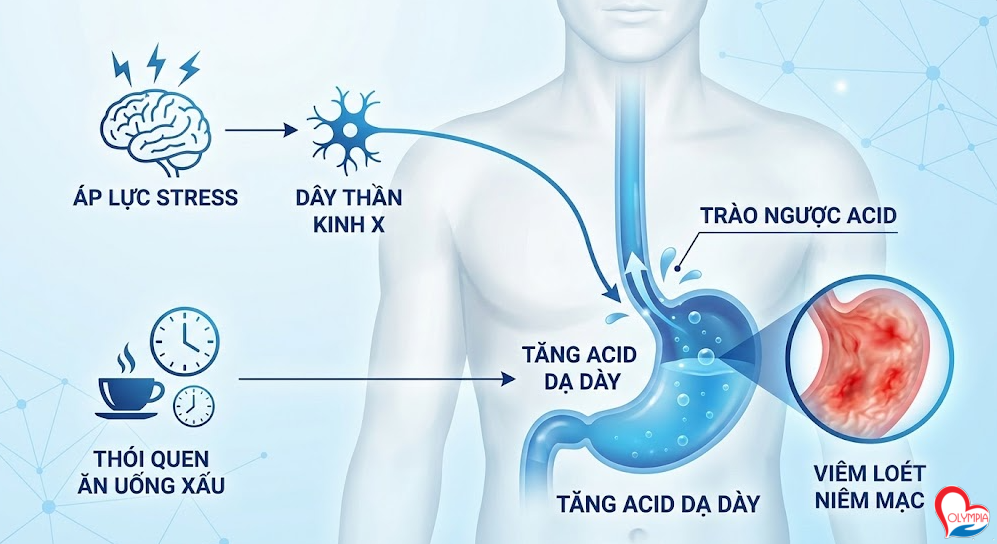 Dưới áp lực stress, não bộ kích hoạt dây thần kinh X (vagus nerve), khiến dạ dày tăng tiết Acid Clohydric (HCl). Đây vốn là cơ chế sinh lý bình thường để tiêu hóa thức ăn. Nhưng khi acid được tiết ra trong lúc dạ dày… trống trơn, nó không có gì để tiêu hóa ngoài chính lớp niêm mạc bảo vệ.