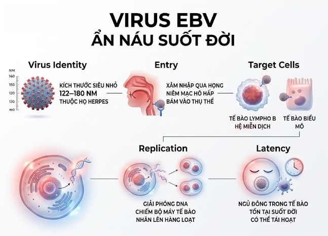 virus ebv - ẩn náu suốt đời - olympia