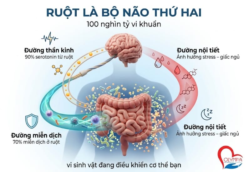 ruột là bộ não thứ hai