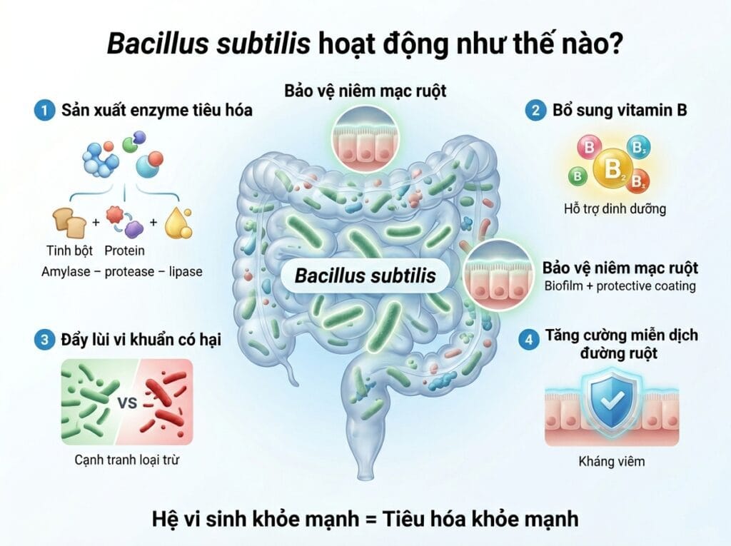 Công dụng chuyên sâu của Bacillus subtilis trong Domuvar