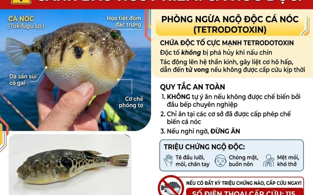 BÁO ĐỘNG TỪ HAI VỤ NGỘ ĐỘC CÁ NÓC VÀ CÁ CHÌNH BIỂN TẠI NHA TRANG