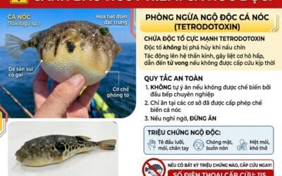 BÁO ĐỘNG TỪ HAI VỤ NGỘ ĐỘC CÁ NÓC VÀ CÁ CHÌNH BIỂN TẠI NHA TRANG