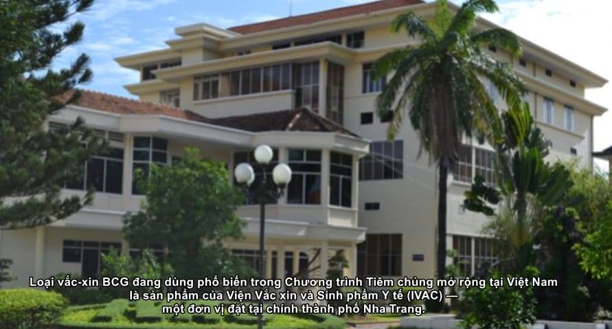 Loại vắc-xin BCG đang dùng phổ biến trong Chương trình Tiêm chủng mở rộng tại Việt Nam là sản phẩm của Viện Vắc xin và Sinh phẩm Y tế (IVAC) — một đơn vị đặt tại chính thành phố Nha Trang.