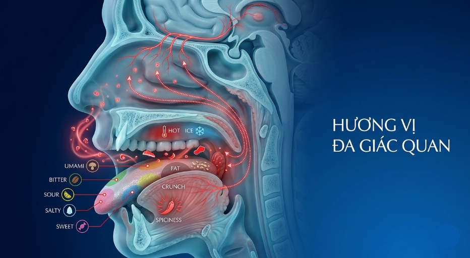 Sơ đồ hương vị gồm vị giác, mùi hương và cảm giác trong miệng mũi