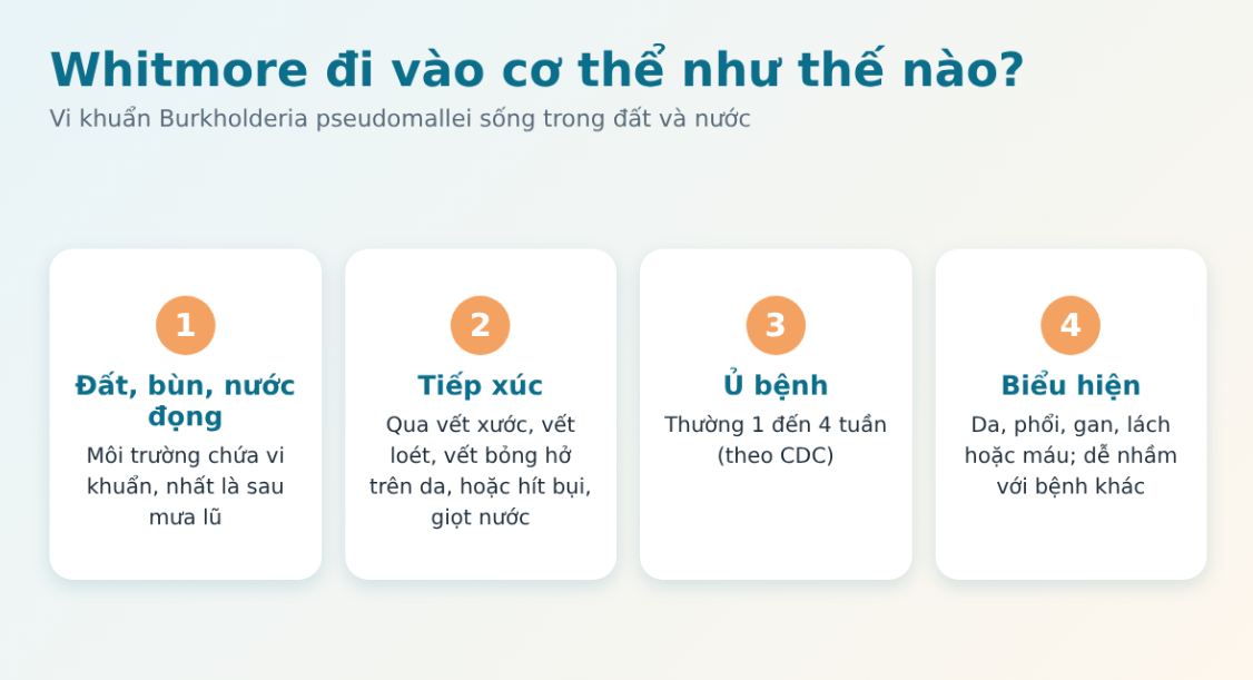 Whitmore là bệnh gì: vi khuẩn từ đất, nước bùn xâm nhập cơ thể qua vết xước như thế nào